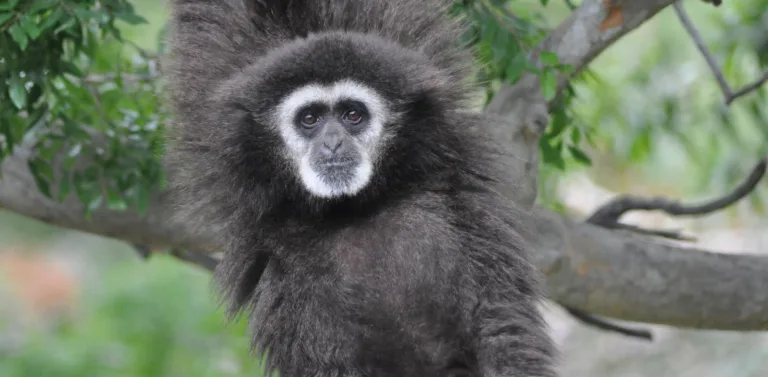 5ba697b39ad78783981e798e white handed gibbon p 1600
