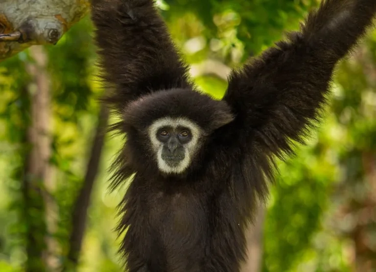 5ba697b6e33cb62ddf1b8e2f white handed gibbon 2 p 1600