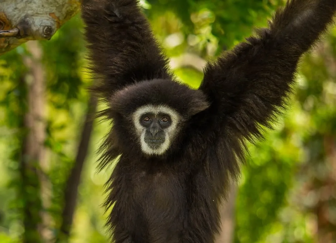 5ba697b6e33cb62ddf1b8e2f white handed gibbon 2 p 1600