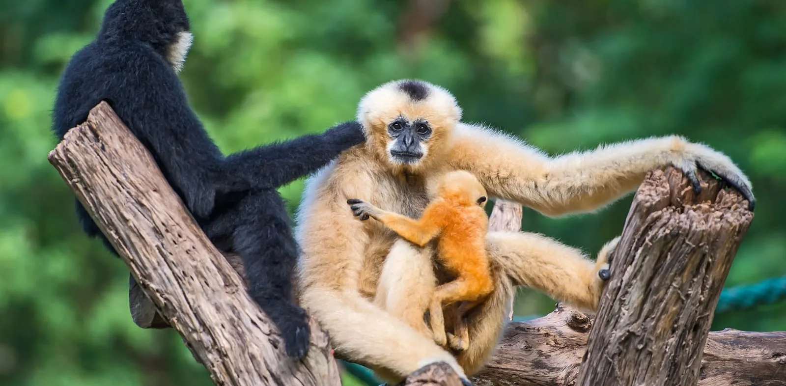 5ba697beb828fc5bbf524f5b white handed gibbon 4 p 1600