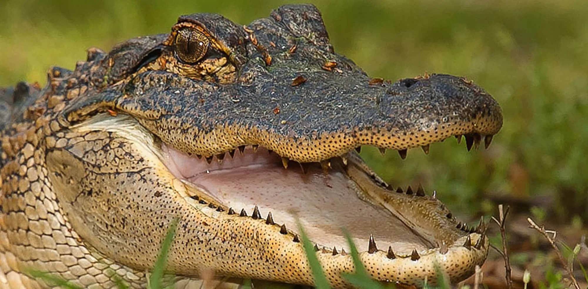 5ba698579ad78743461e79f1 american alligator 2 p 2000