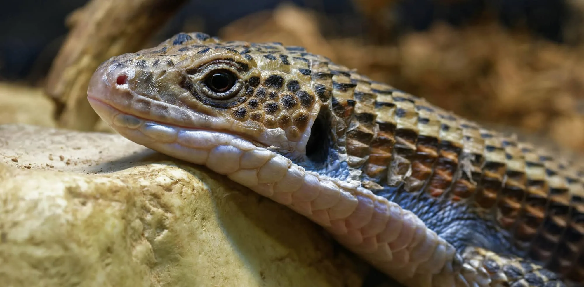 5ba69c199ad787d55b1e7d35 sudan plated lizard 1 p 2000