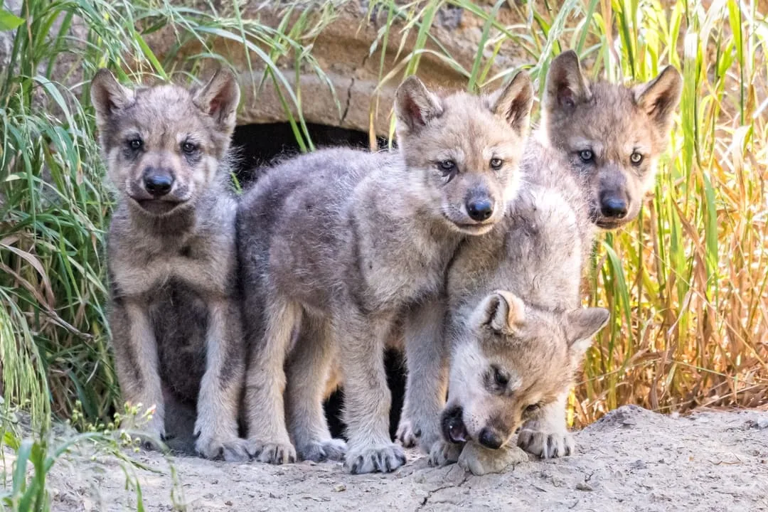5d1265f9c7ef12d02cdadd47 Wolf Puppies 1147 p 1080