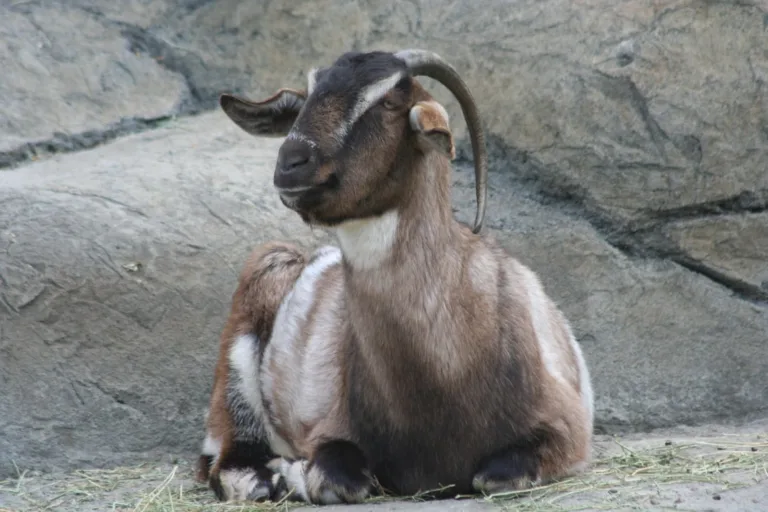 5e6eb658502f3c5e5234bea6 goat p 1600