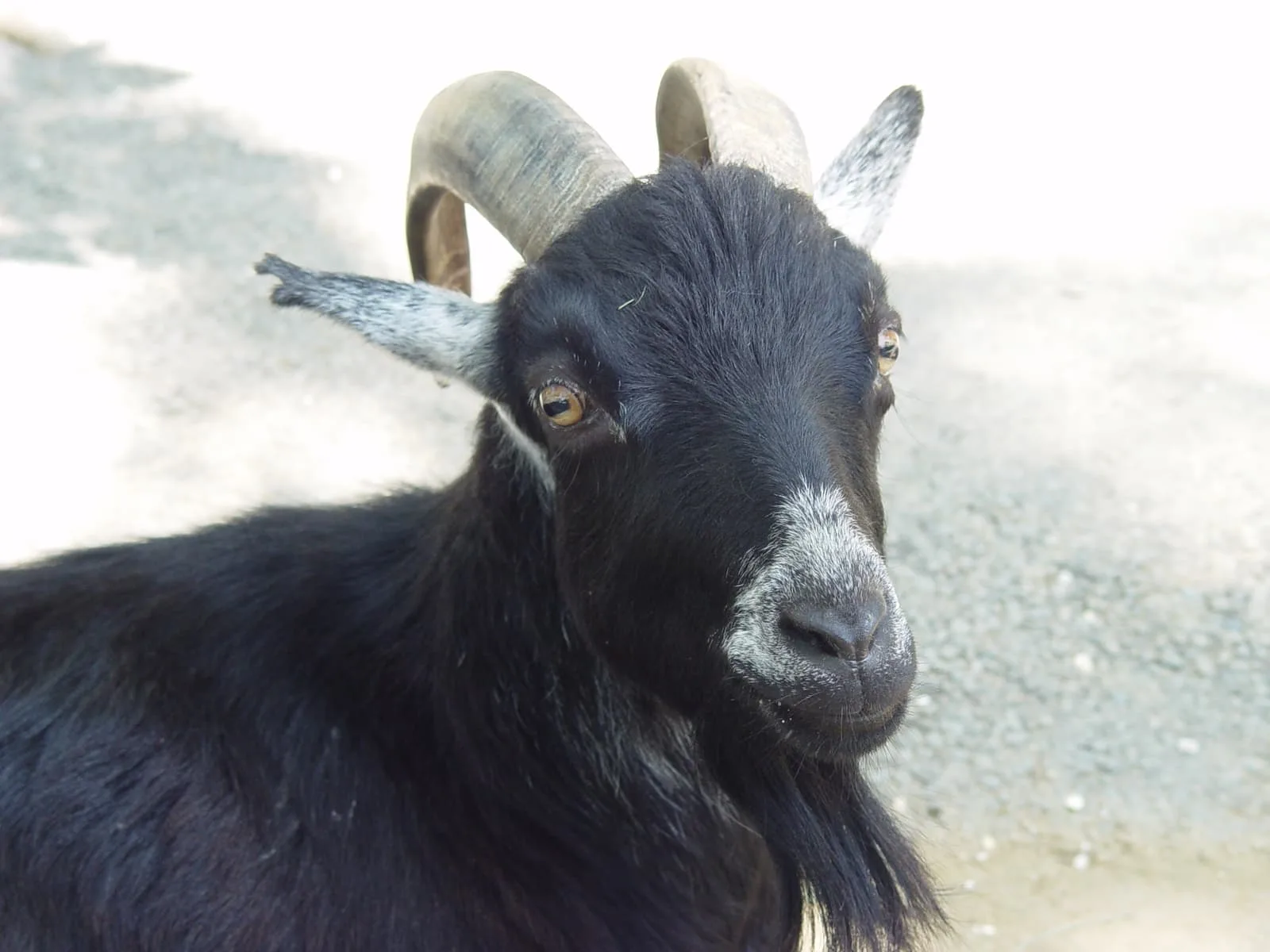5e6eb6896efc1c6fa0ea28ee Goat Bart Fink p 1600