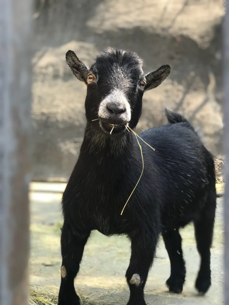 5e6eb80145158860eb3207c1 Bob the goat