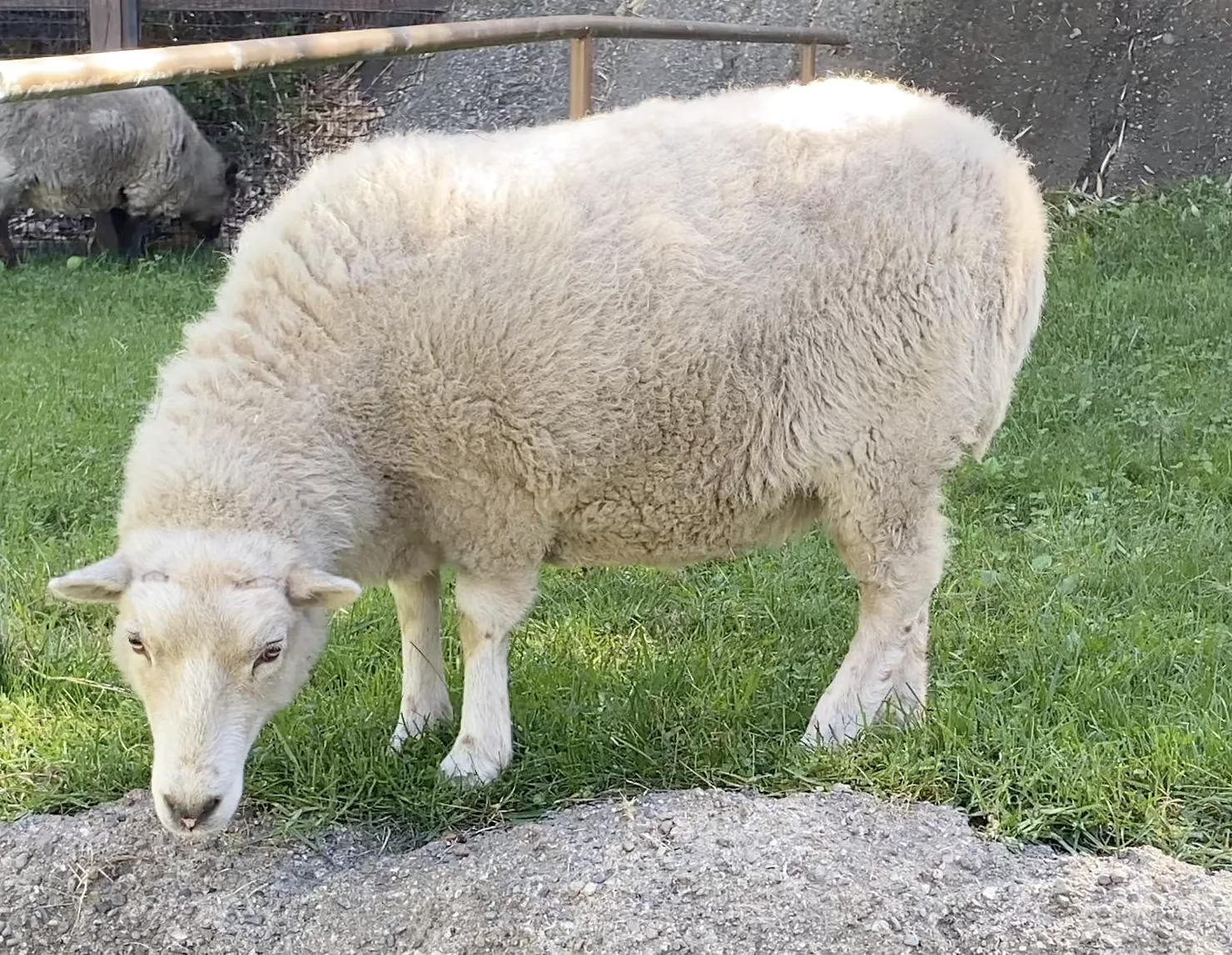 5ff8d9894a3bef6b4cdaed9d sheep