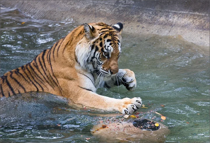 601202895ad37e4d54167bc2 tigerlesliecohelan