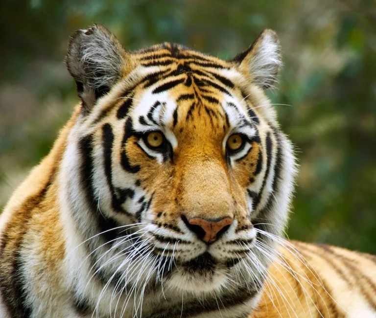 601203e6002c0f926f7323a9 Tiger DonMarcille