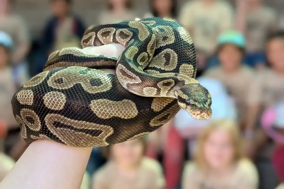 66aa43f8d4babf5a5ef15ffa school programs wildlife assembly