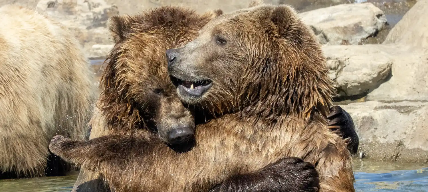 66c4af9ab0f345cd57ad7c41 resources bears