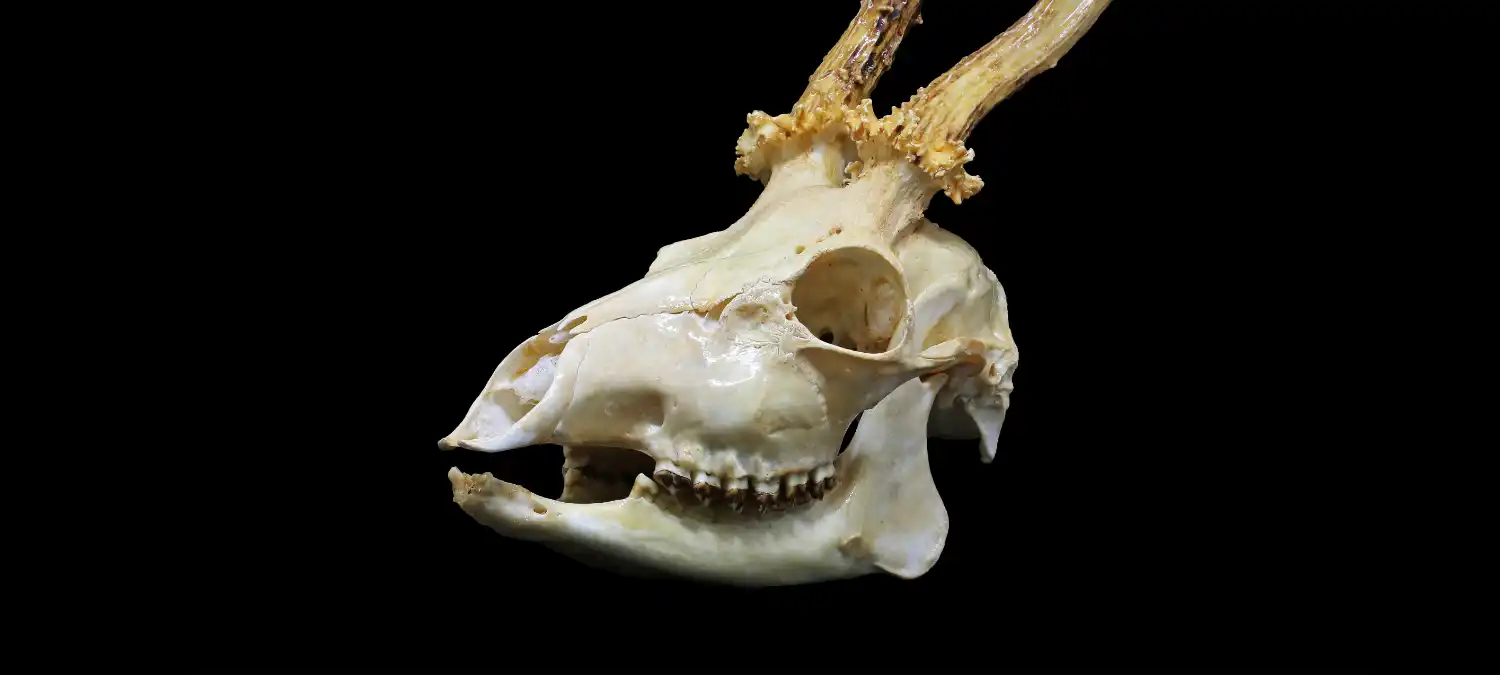 66e2f46c64681182e2f7d5e2 resources animal skull morphology