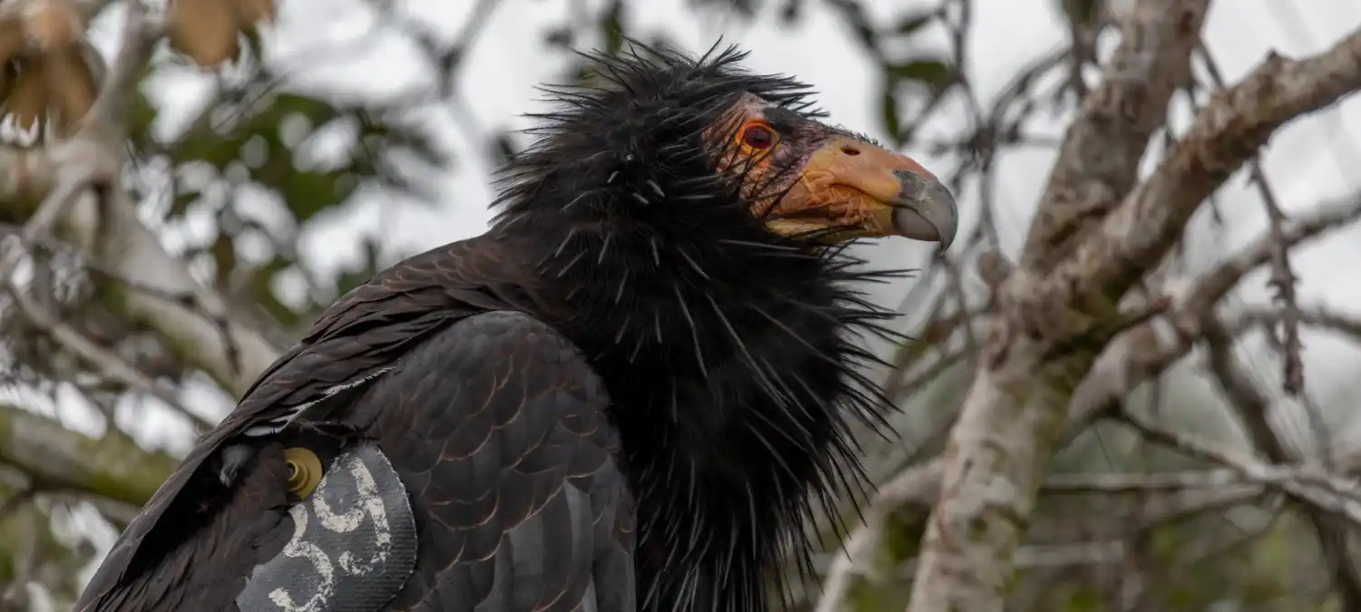 66e2f4e325469fe73d15531e resources ca condor ecology
