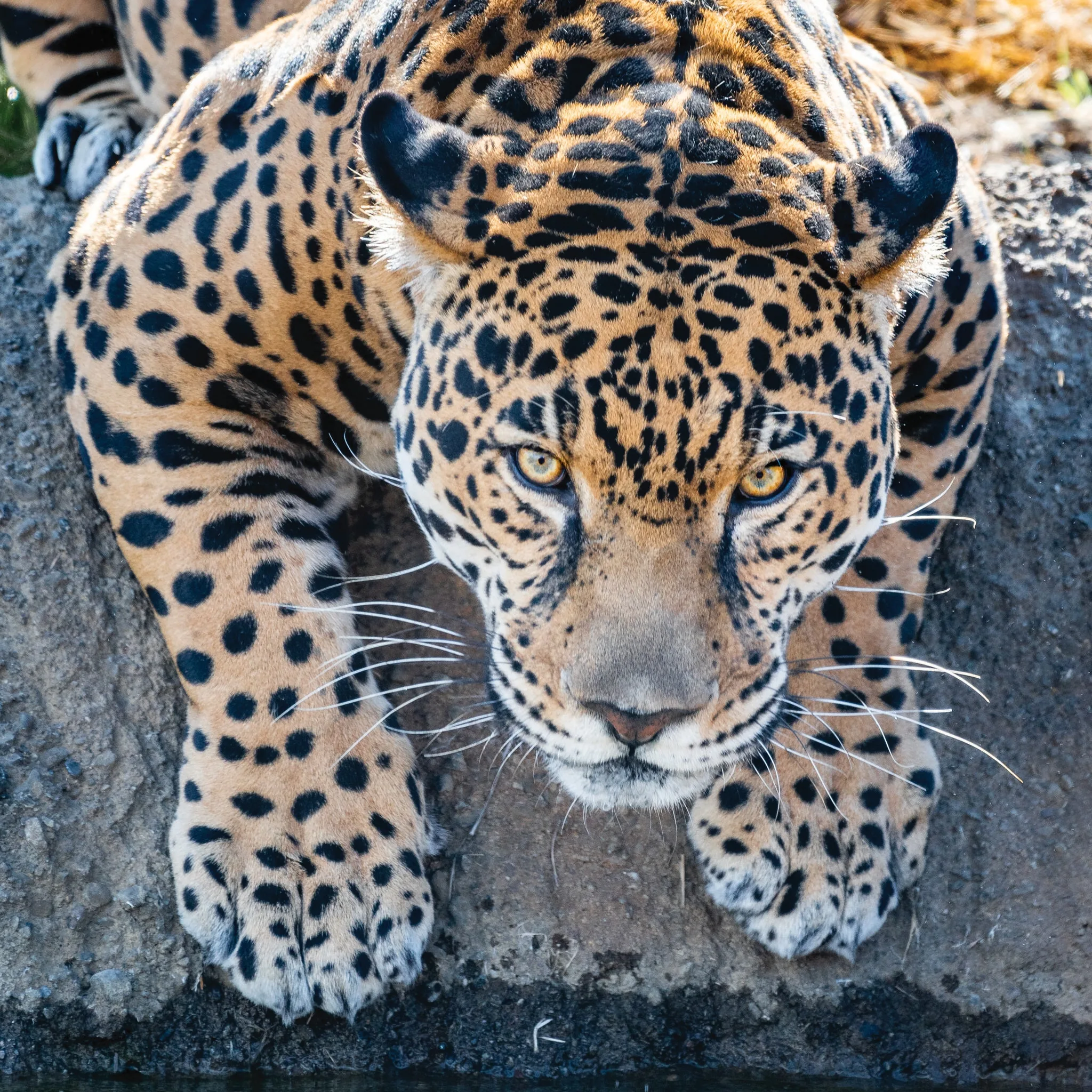 66edbbfb03603ca39177f1f6 6586017cef1c251ab3d5977f Jaguar20Lucha3B20Gotz20RESIZED