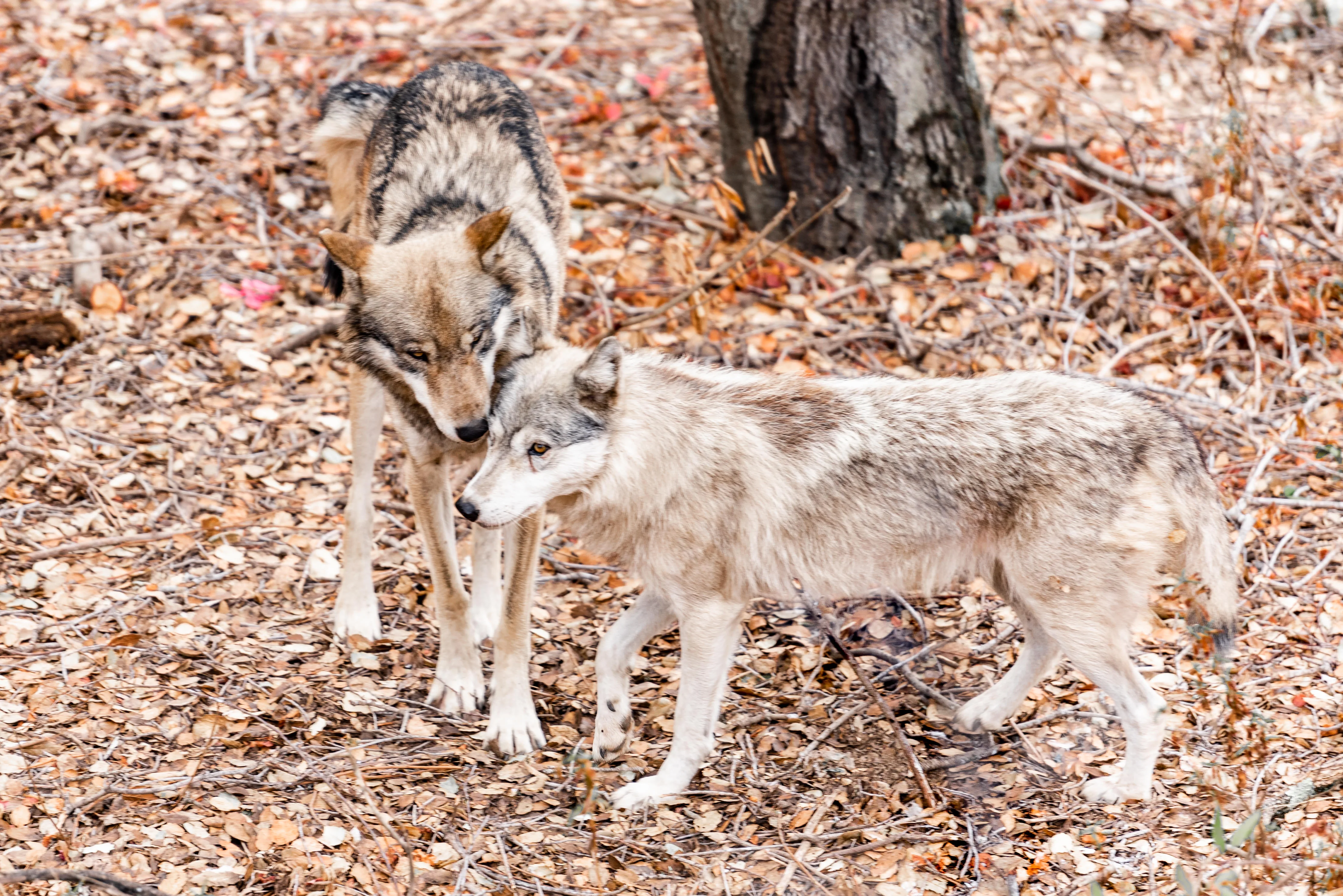 672a4b88adb6a8f62bfbacf0 5ec407e65f83128906898c77 Wolf20Couple 8705