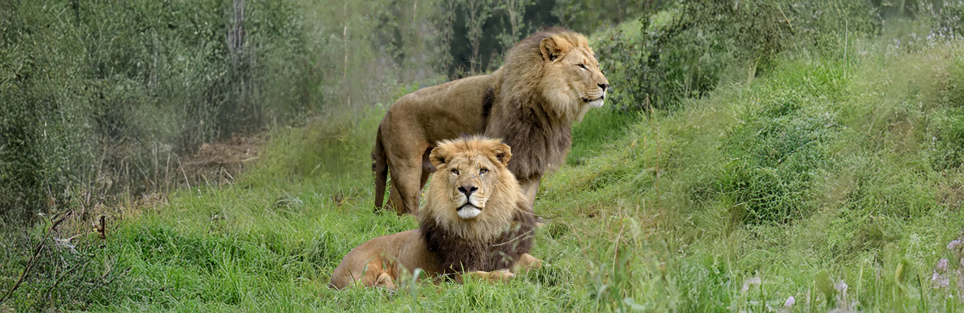 93 Lion Brothers together 2B copy