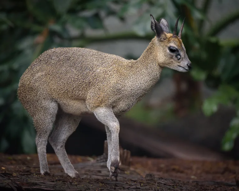 Adult Male Klipspringer