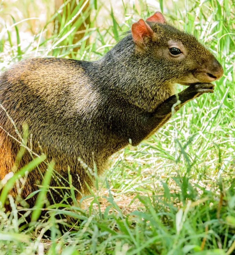 Agouti 3643 e1772759605332
