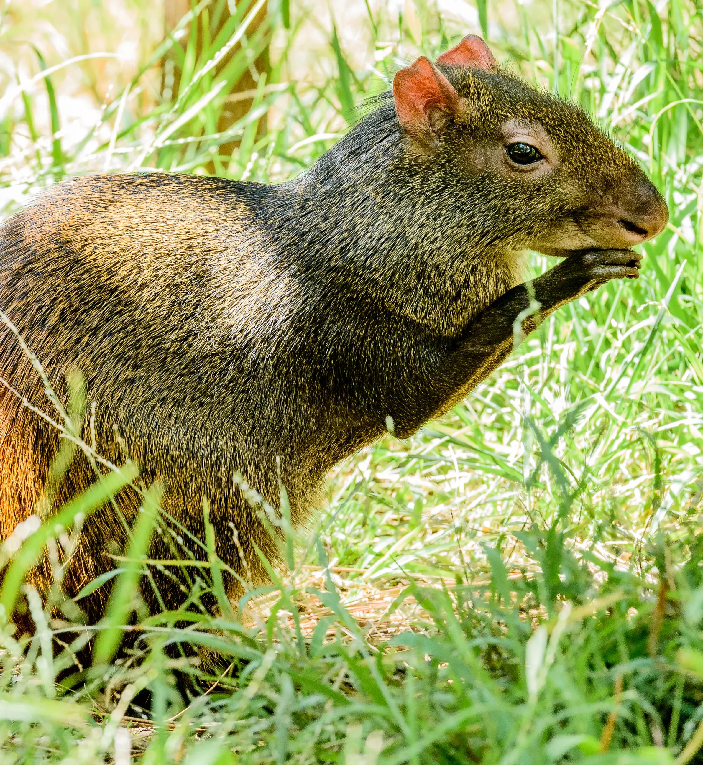 Agouti 3643 e1772759605332