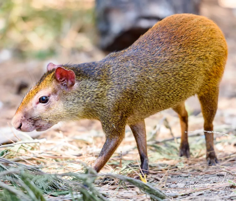 Agouti 3696