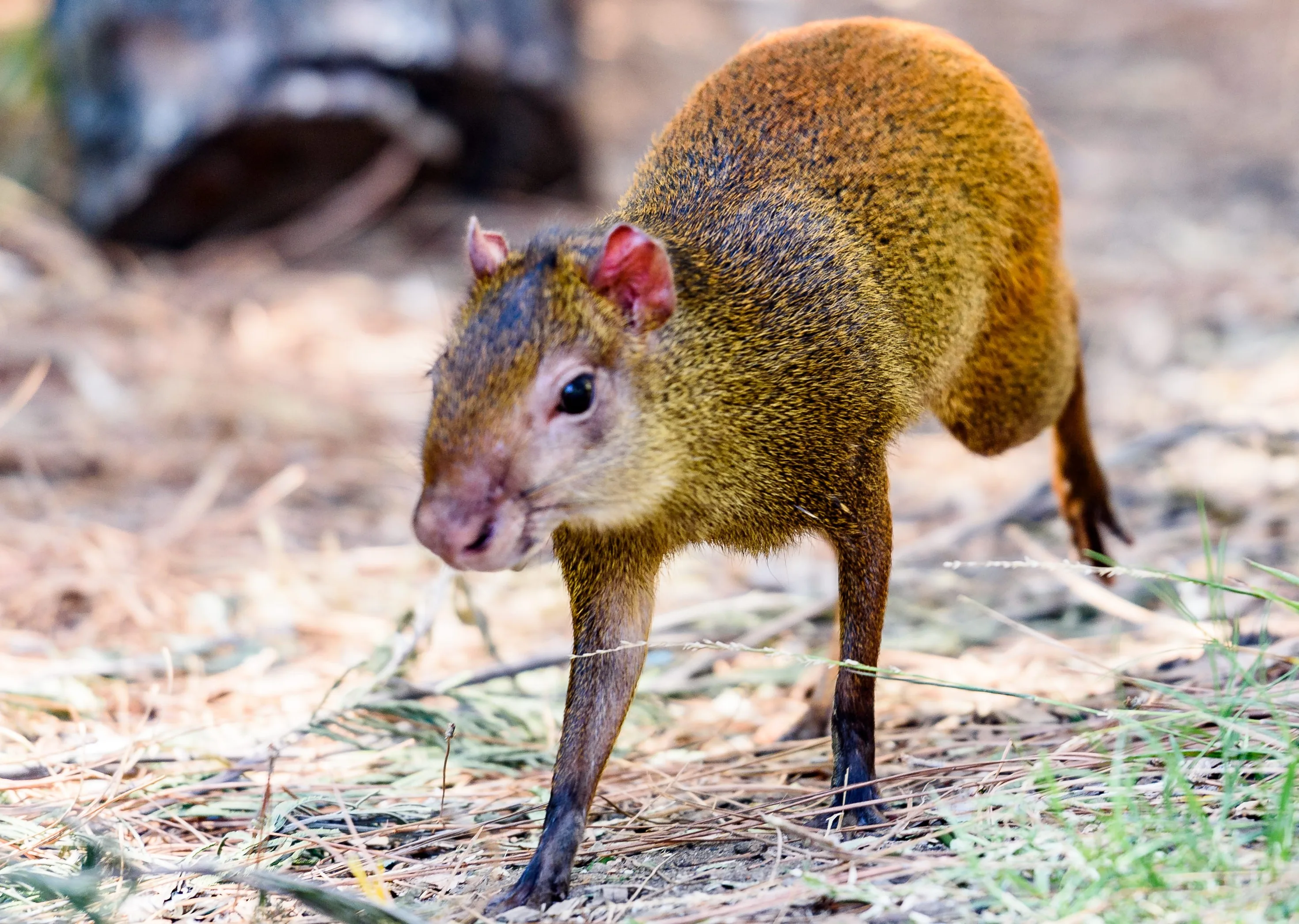 Agouti 3699