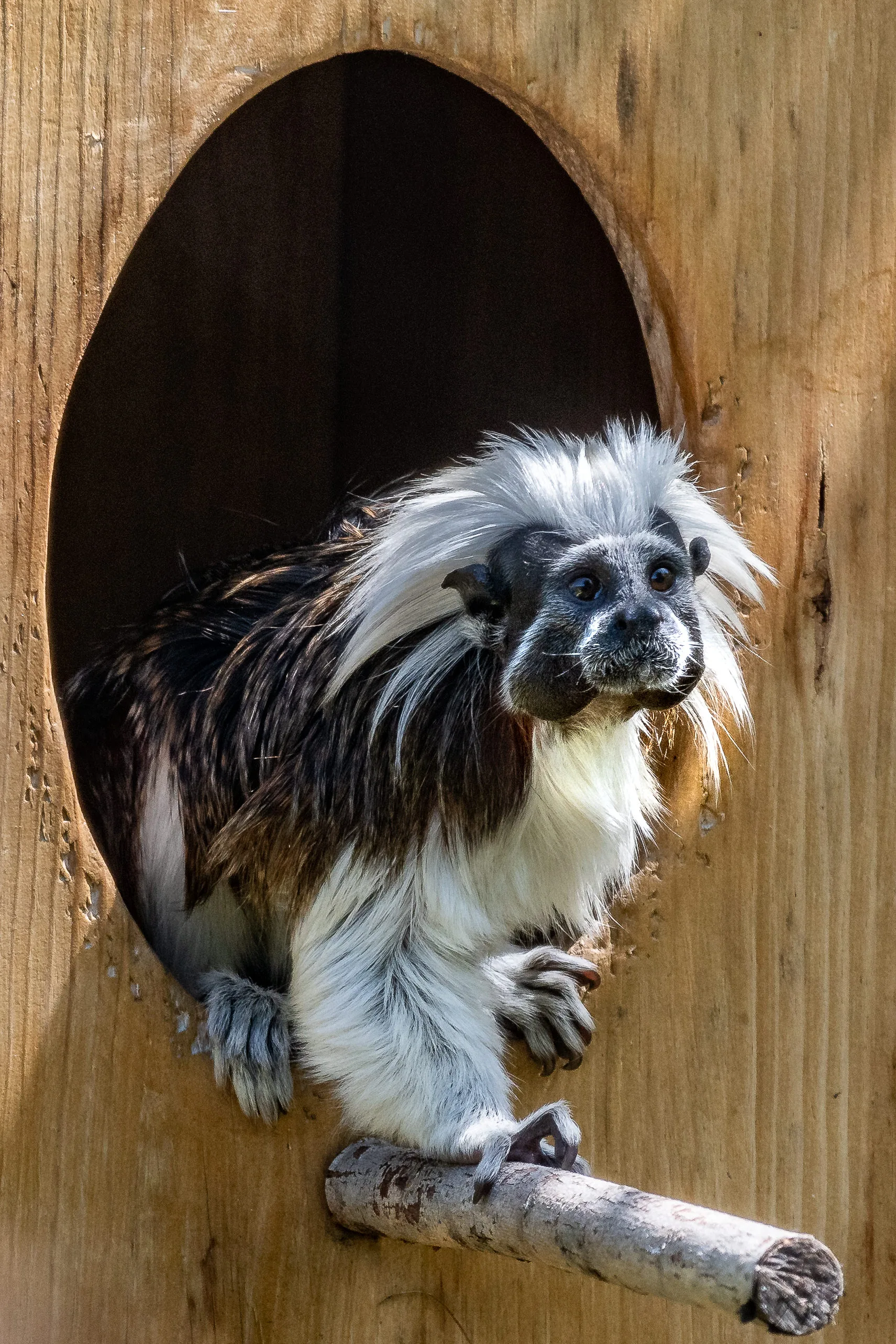 Alberto Cotton Top Tamarin Steven Gotz 7