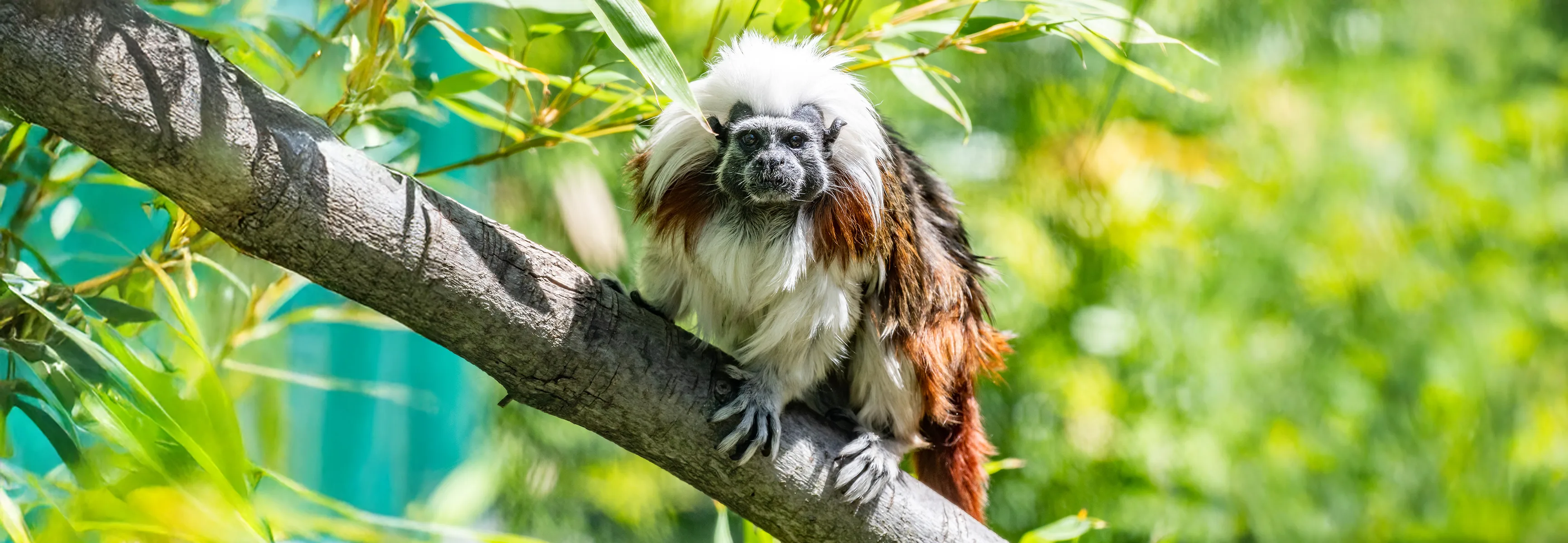 Alberto Cotton Top Tamarin Steven Gotz 3500