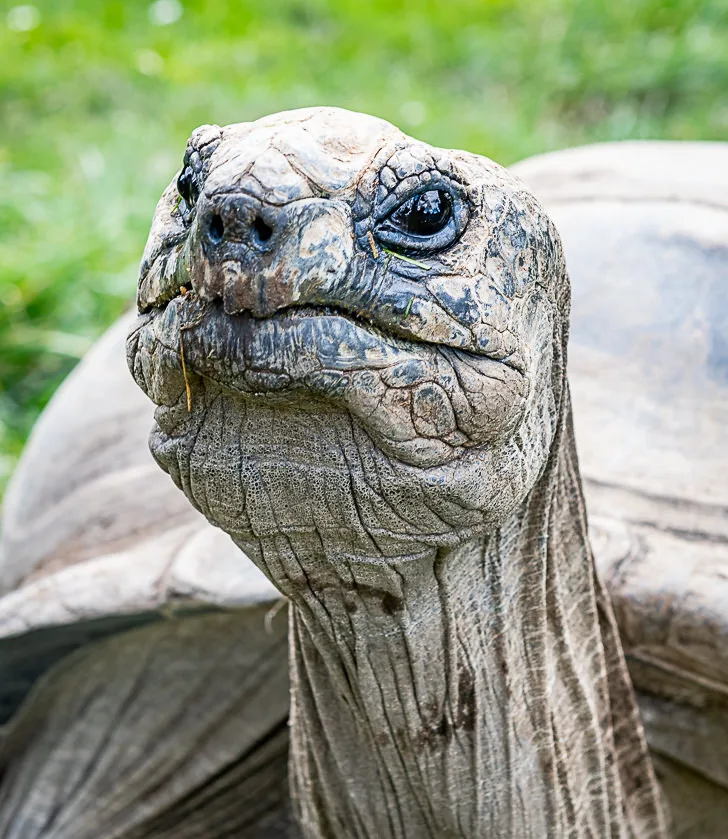 Aldabra Tortoise for Trading Cards 0807