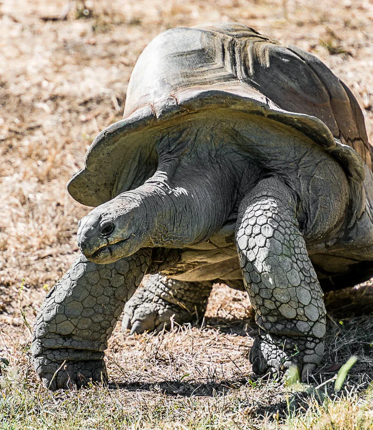 Aldabra Tortoise for Trading Cards 1355 1