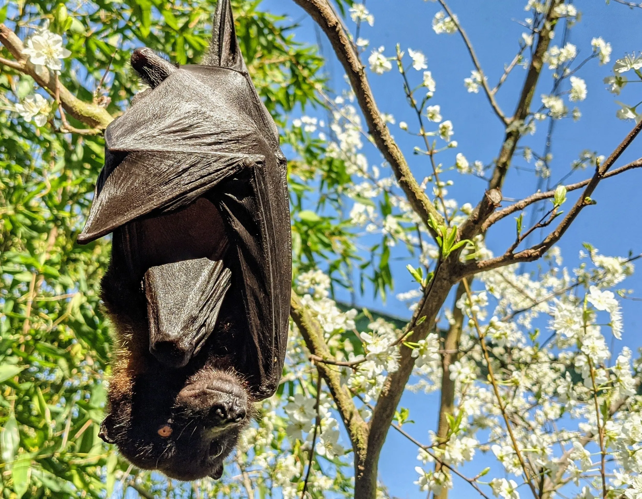 Algernon Island Flying Fox 2
