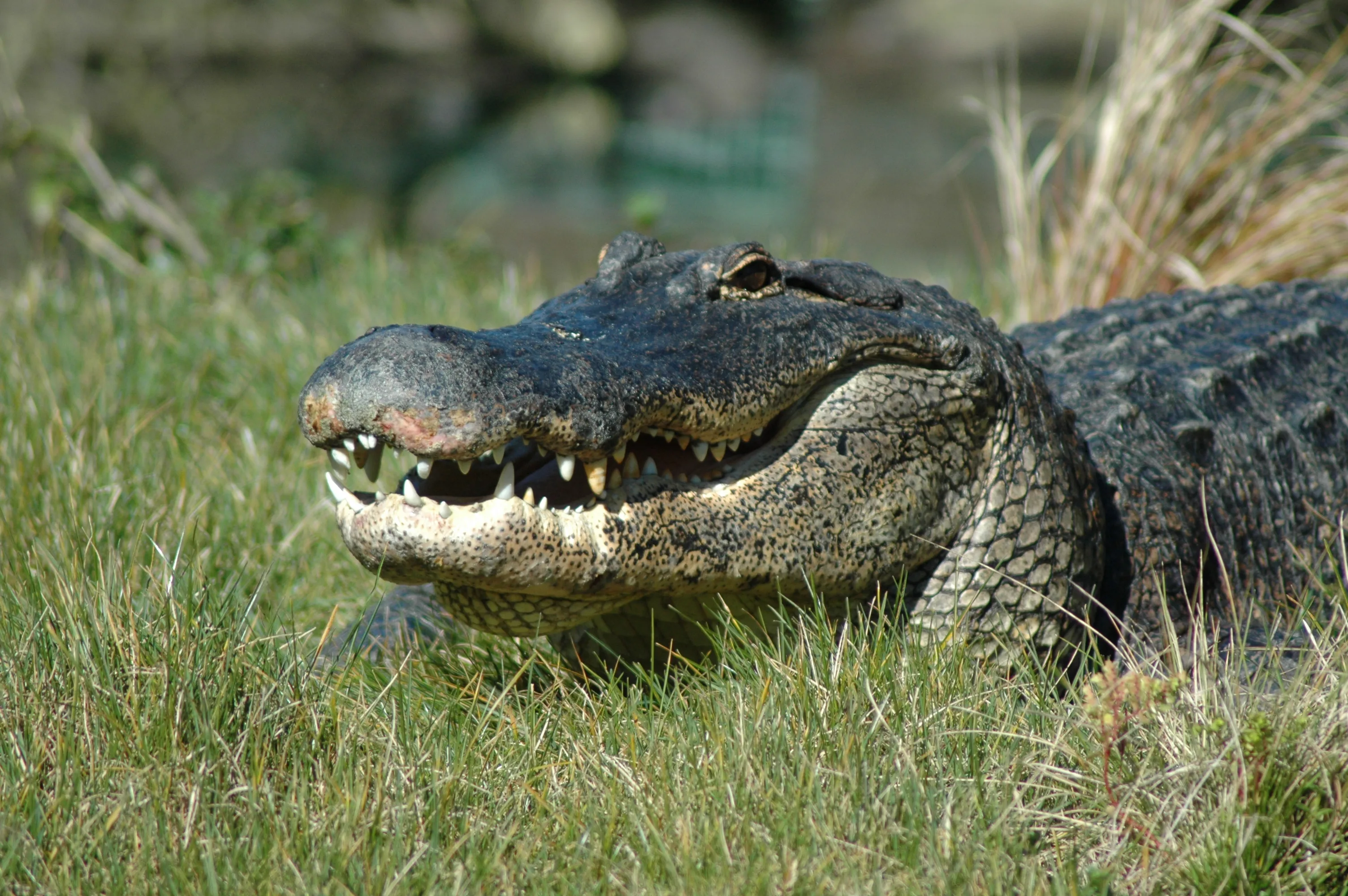 Alligator Front Adam Fink