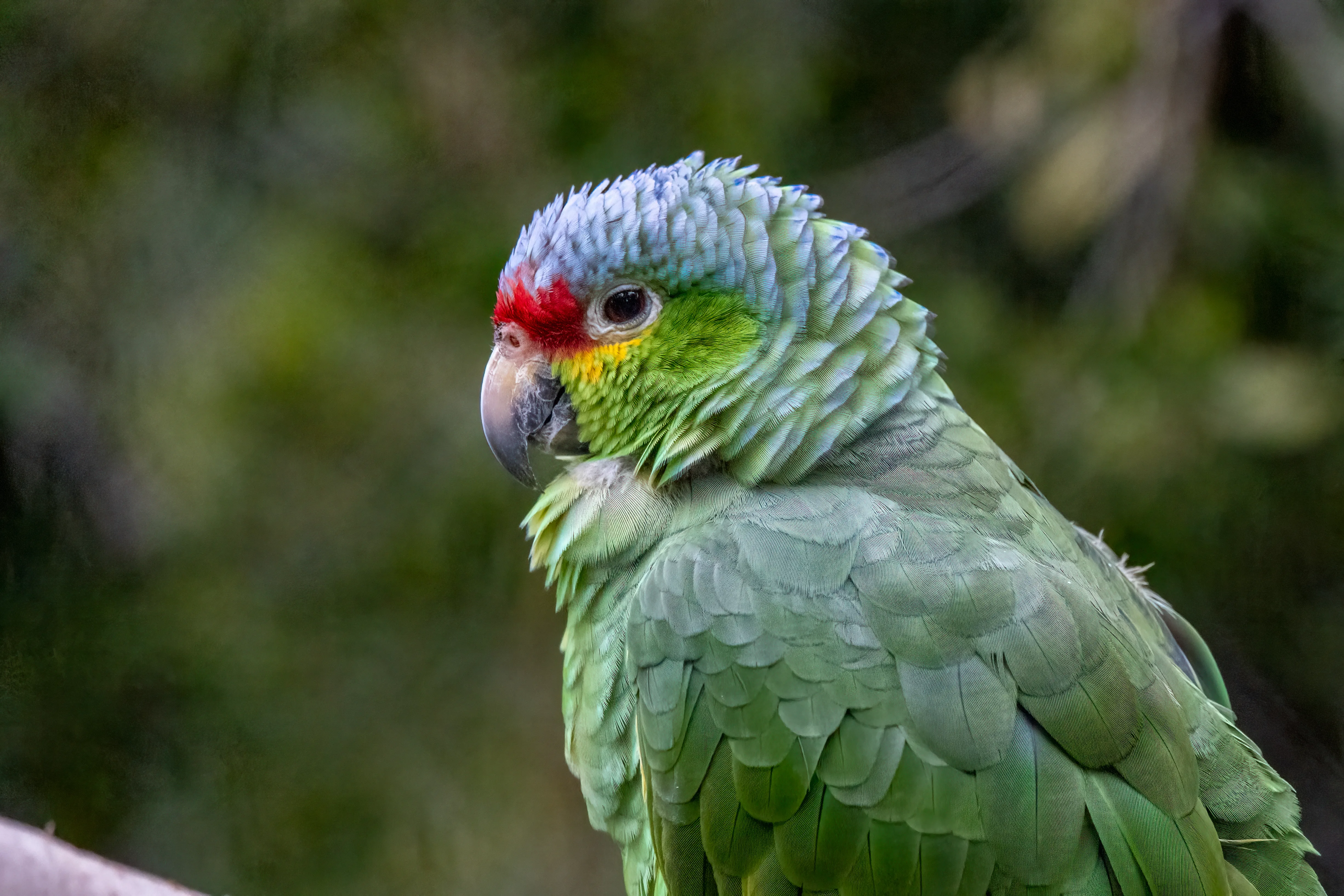 Amazon Parrot Steve Goodall