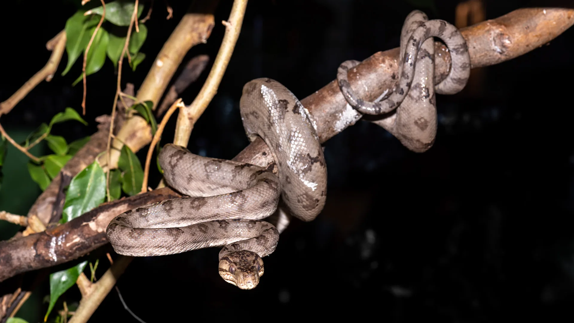 Amazon (Garden) Tree Boa | Oakland Zoo