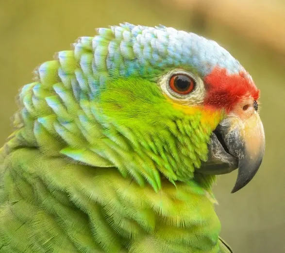 Amazon parrot zoom Stephen Woo