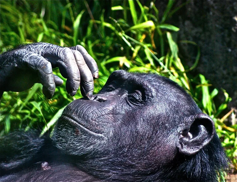 Amy Chimpanzee chilling Oakland Zoo 1
