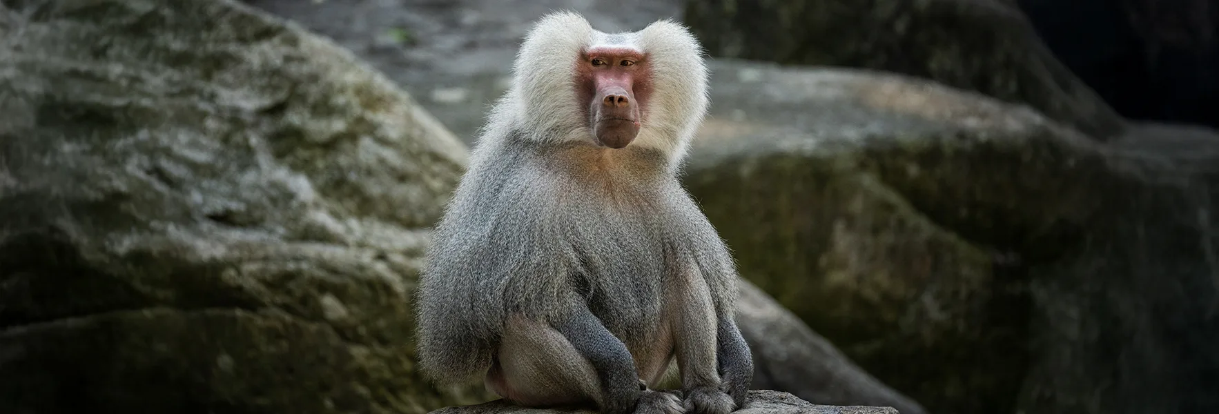 Baboon 460134259 copy 2