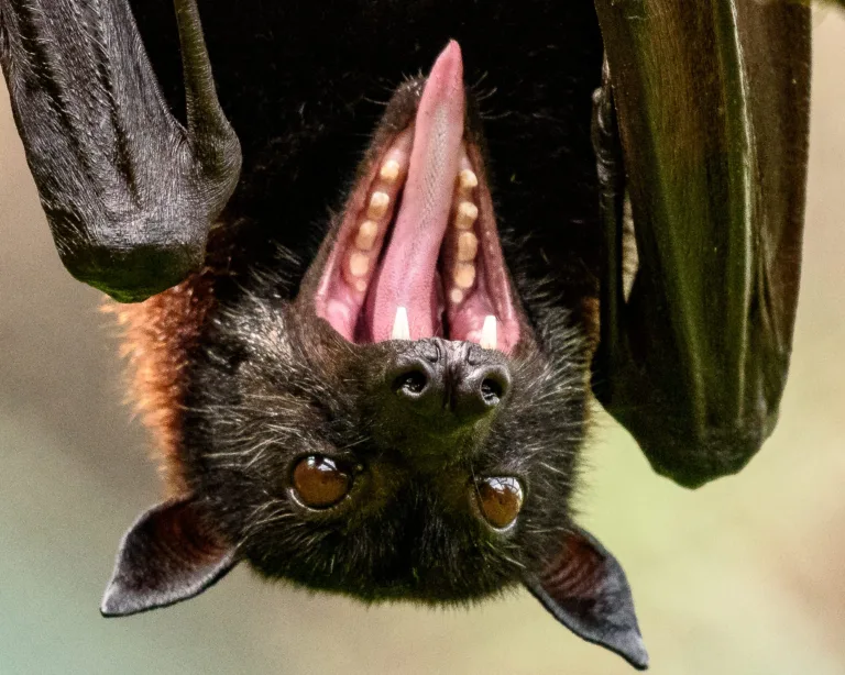 Bat Yawn Steven Gotz