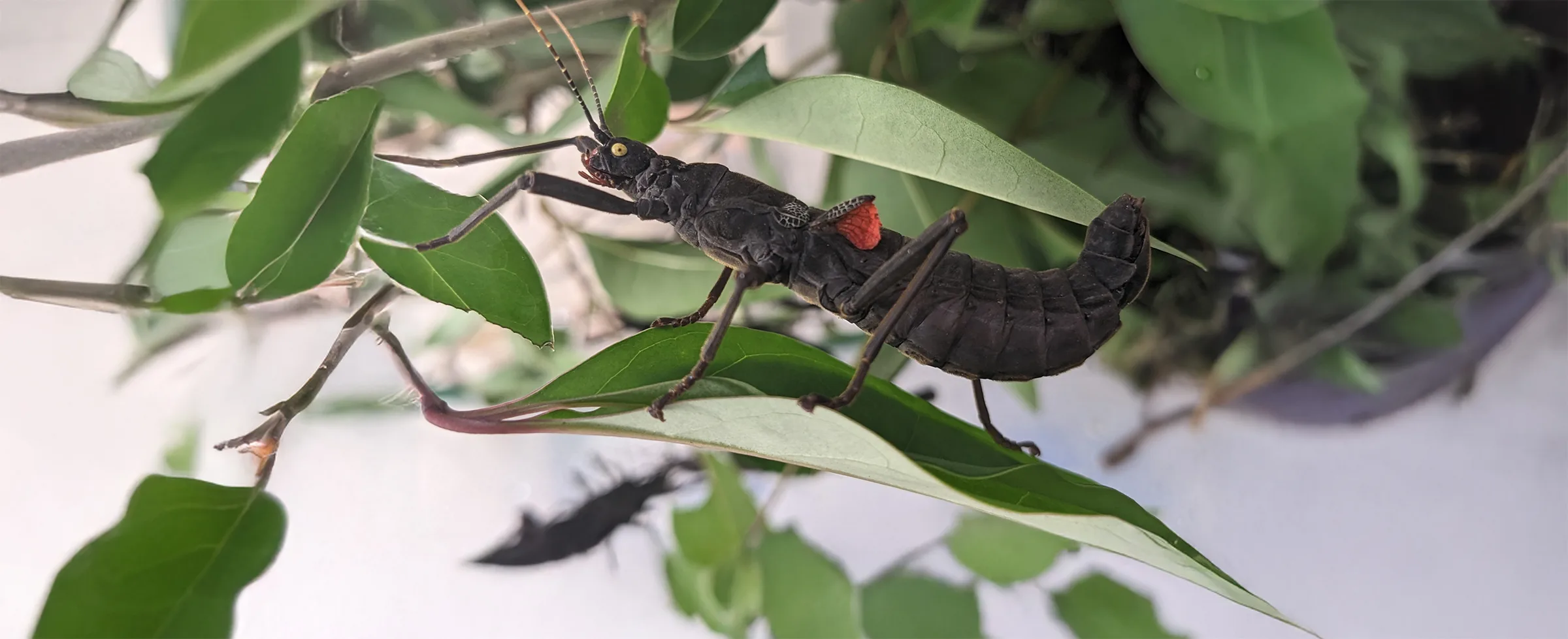 Black Beauty Walking Stick extended copy