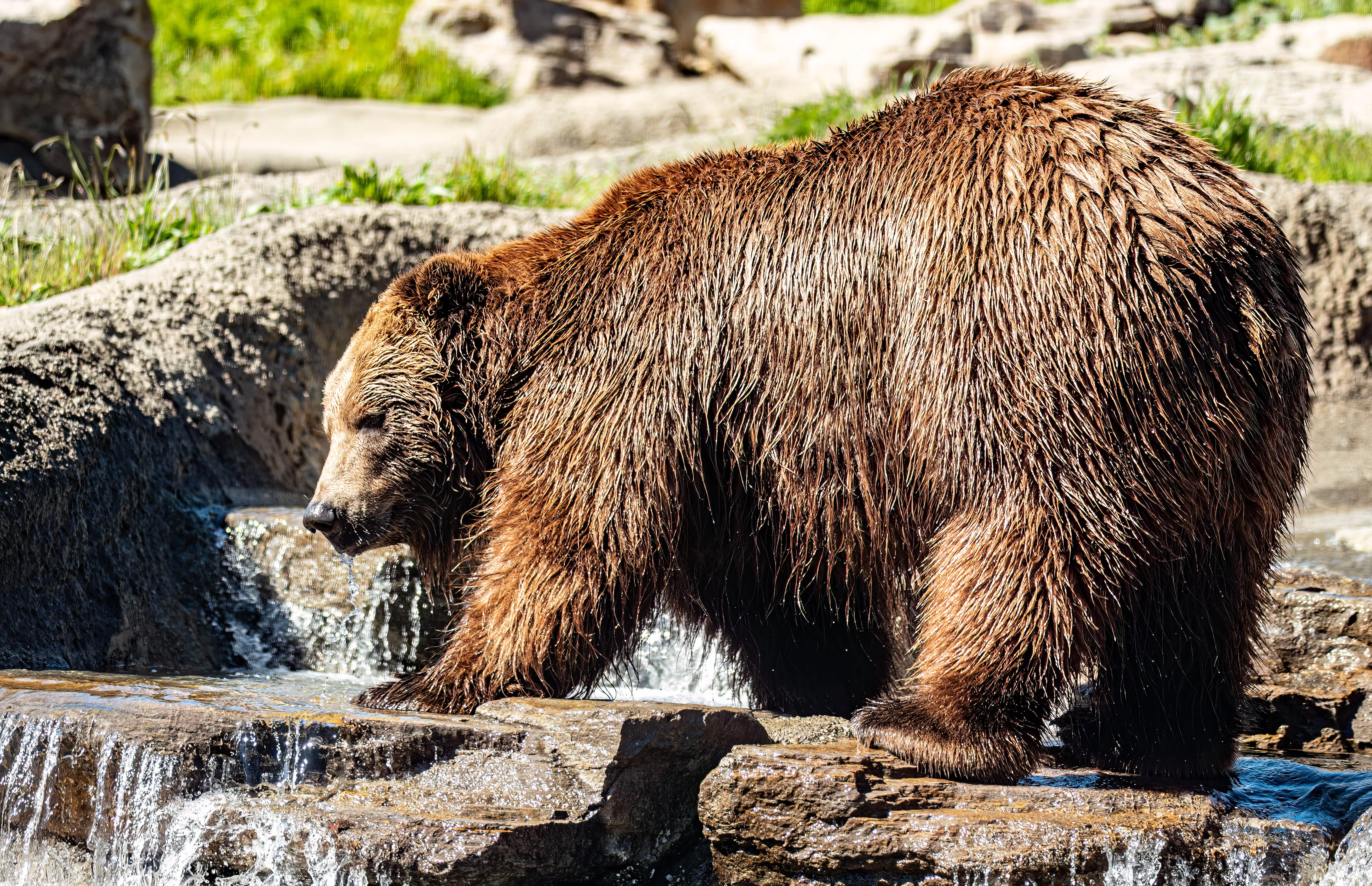 Brown Bear