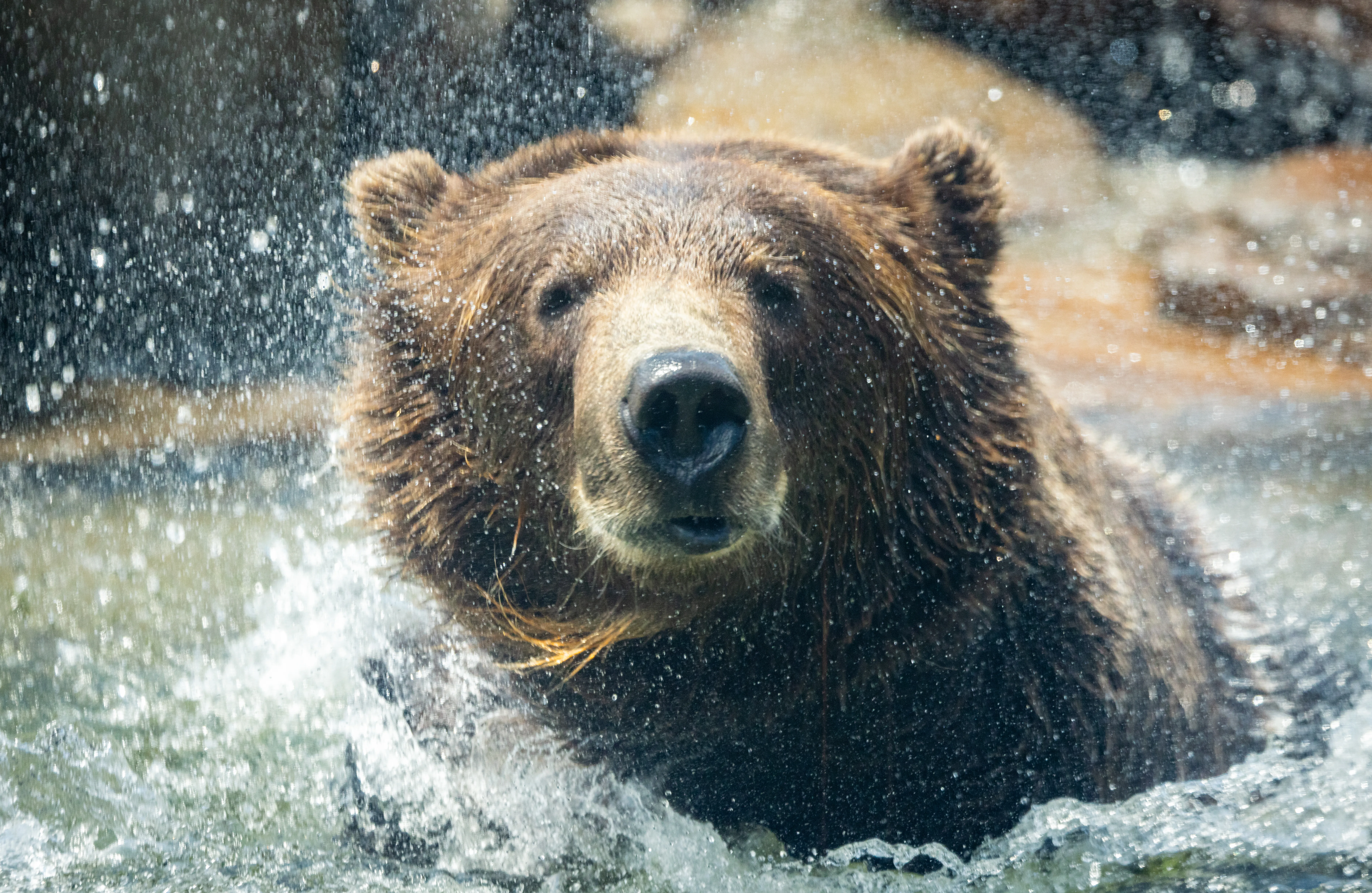 Brown BearDarrell Lavin 1