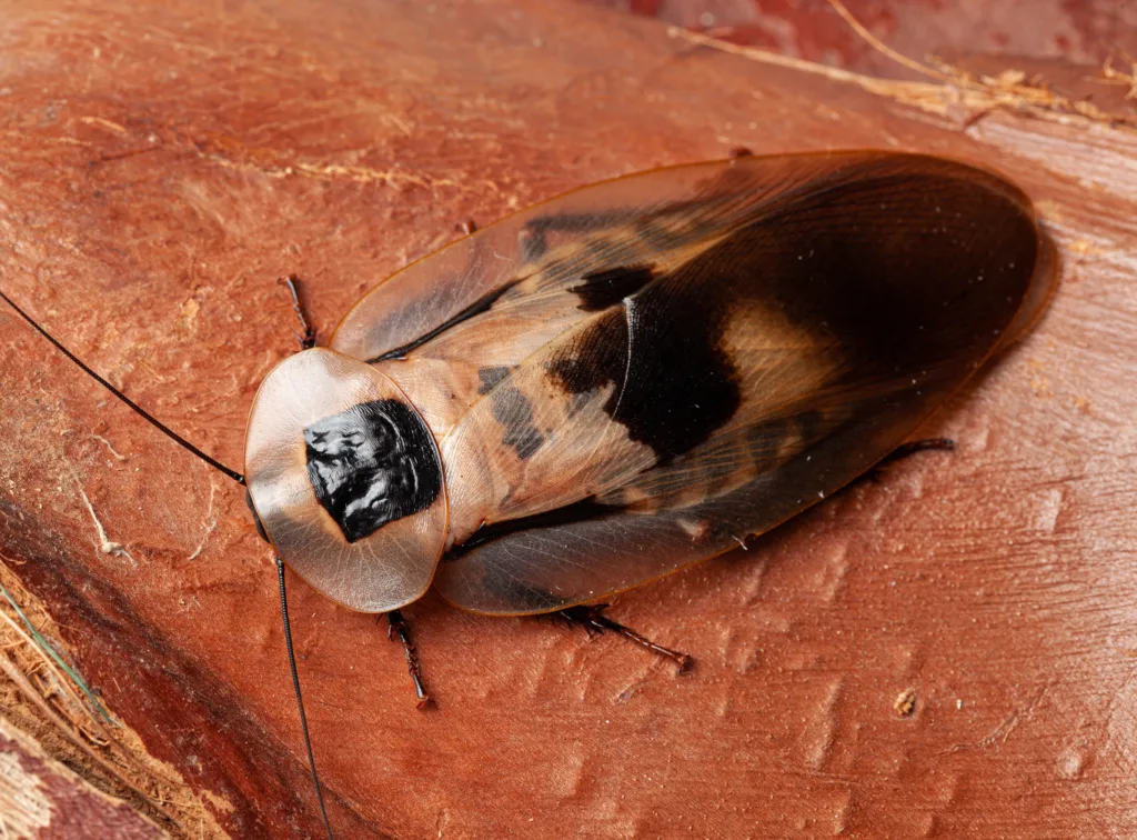 Cave Cockroach shutterstock 1674560458 1