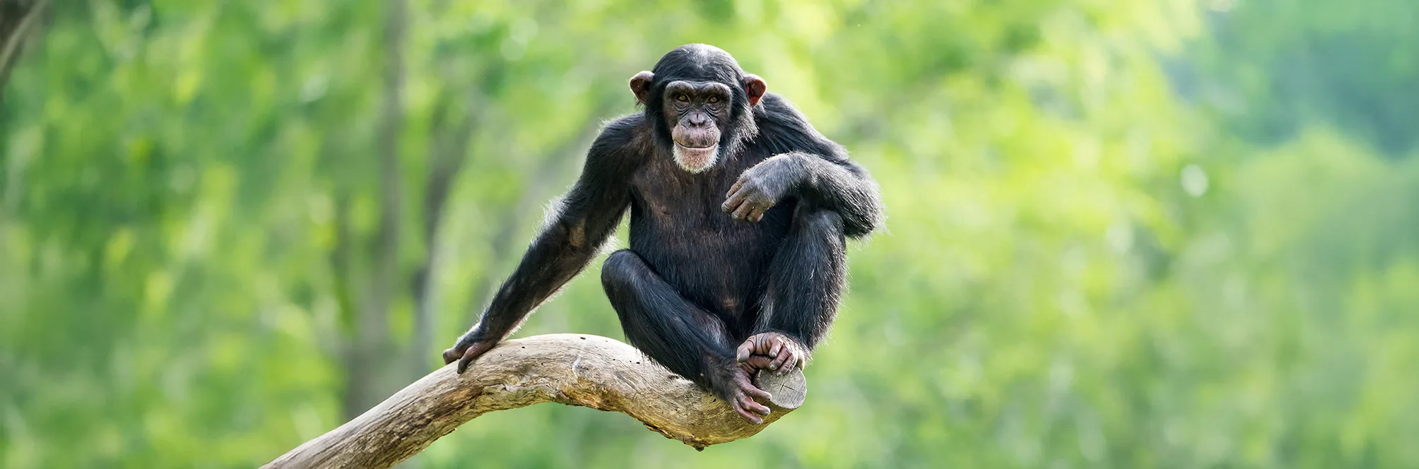 Chimpanzee AdobeStock 121589586 copy