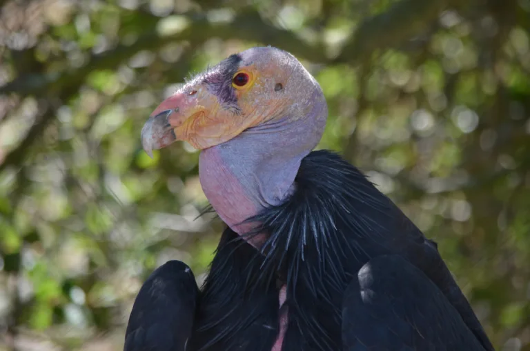 Condor Andrew Nakamura 2020