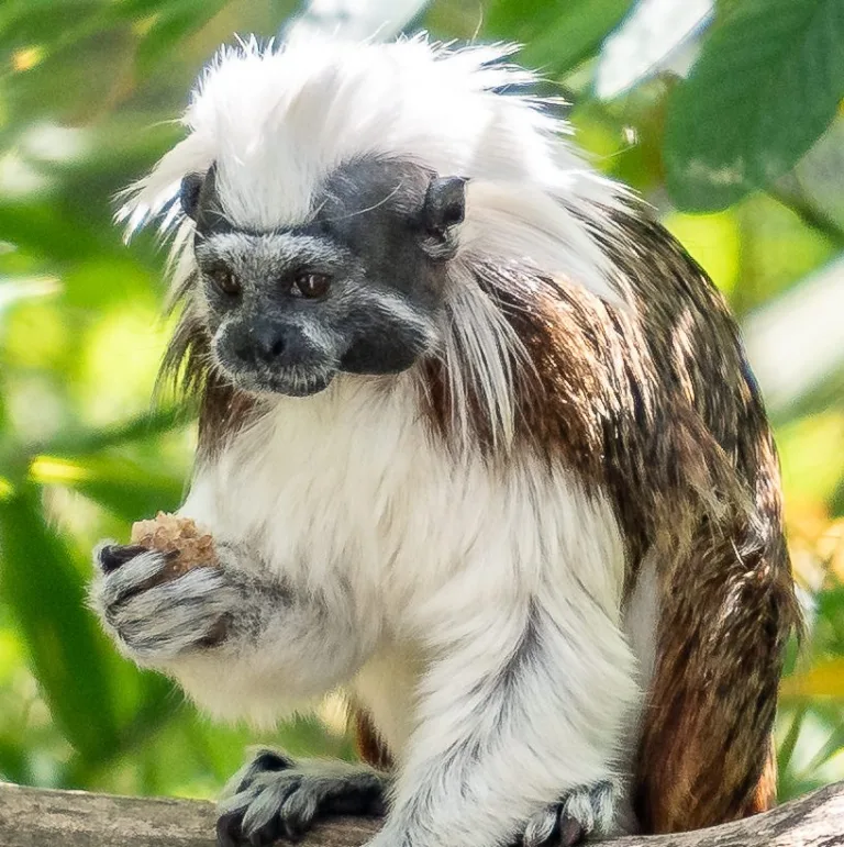 Cotton Top Tamarin Steven Gotz 9 1