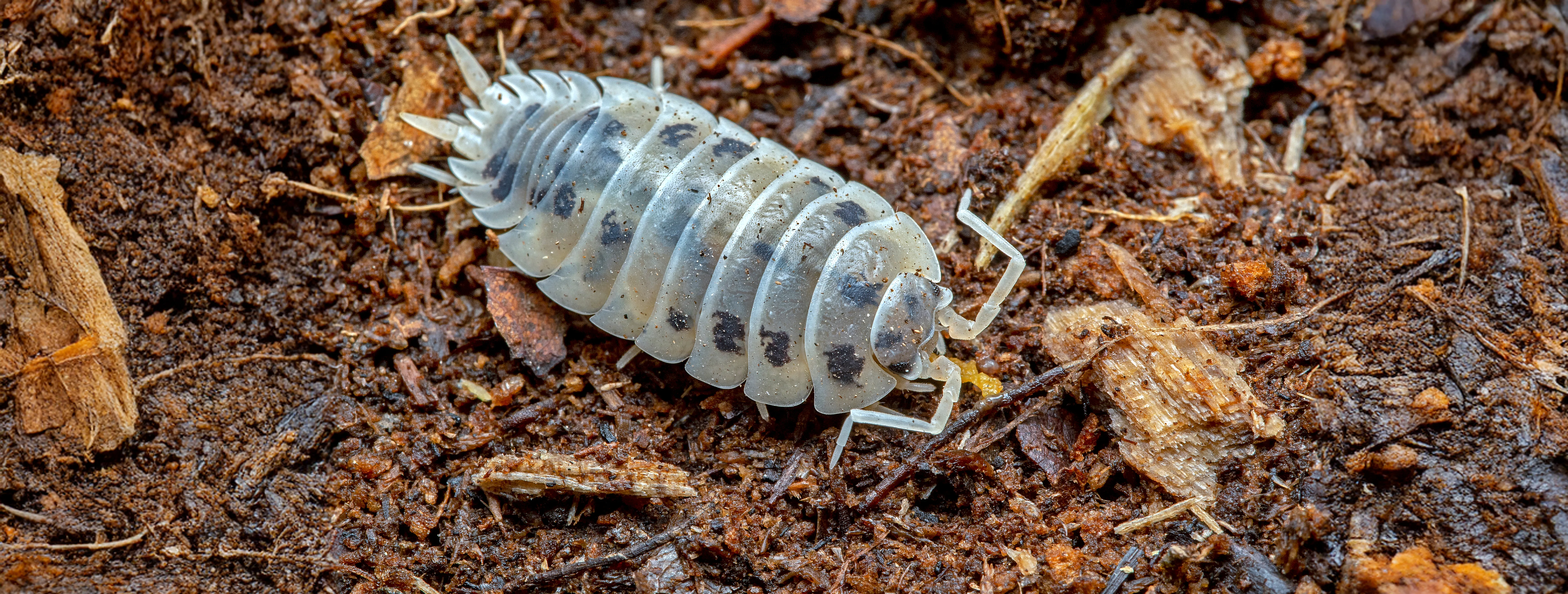 Dairy Cow Isopod shutterstock 1421012144 copy