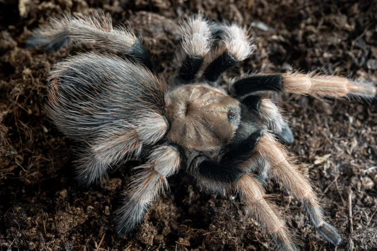 Desert Blonde Tarantula shutterstock 2438316493