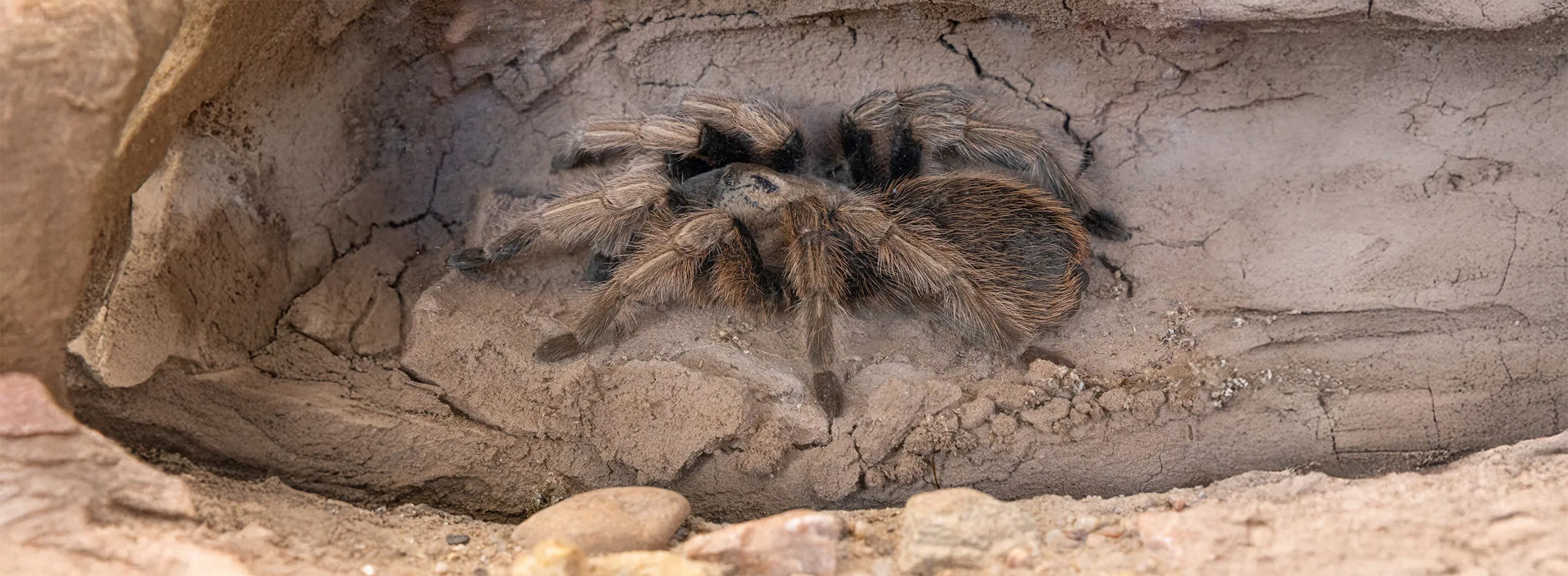 Desert Blonde Tarantula 484967629 copy