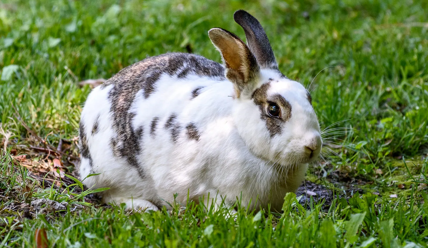 Domestic Rabbit 1 of 5