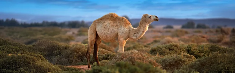Dromedary Camel 574991794 copy