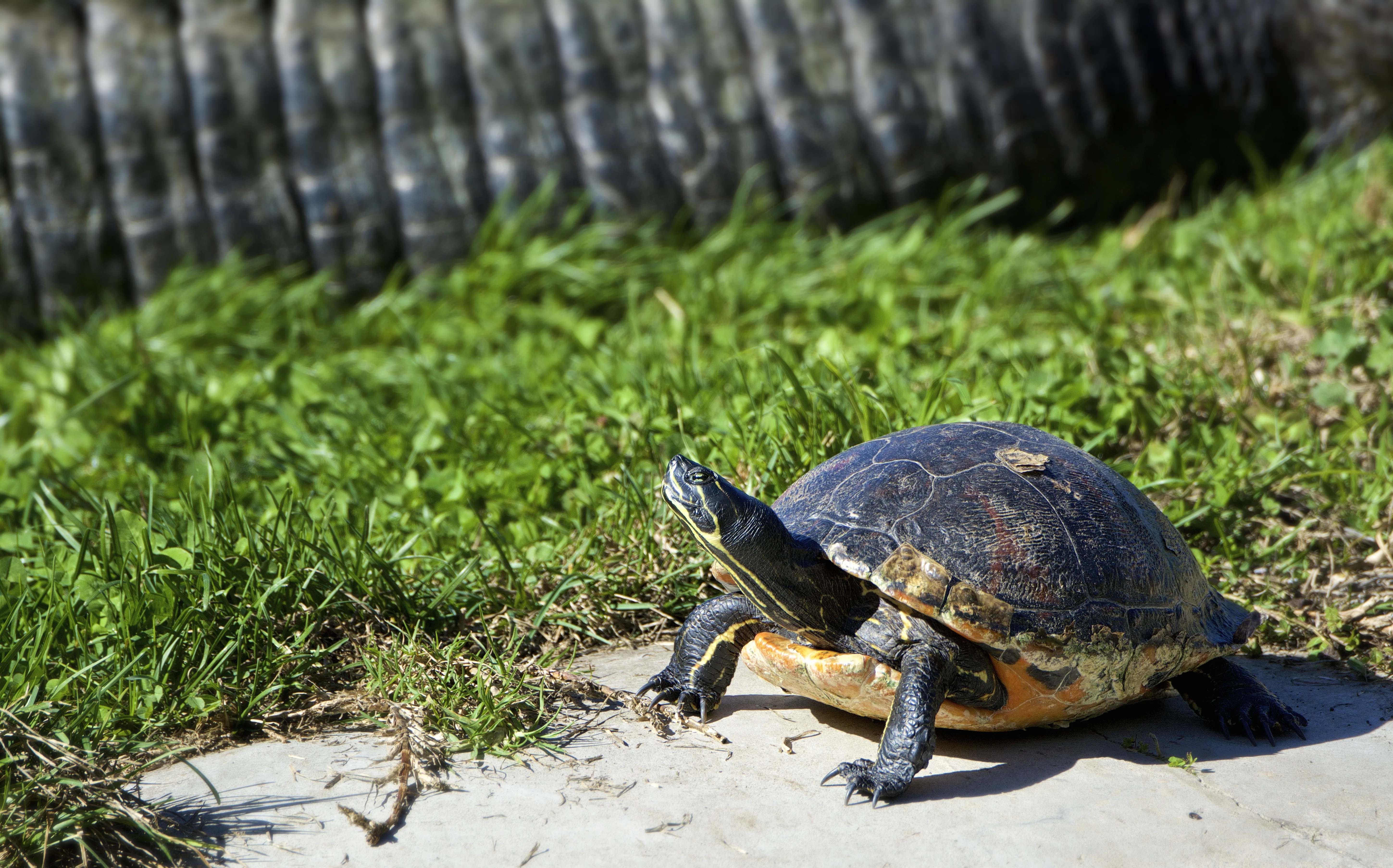 Florida Red Bellied Turtle Wade Tregaskis